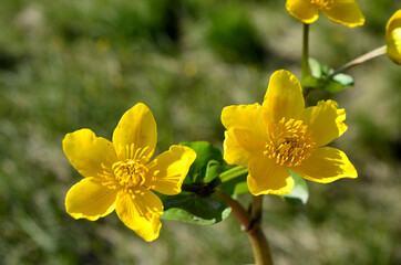vibrant yellow buttercup flowers in the summer sun