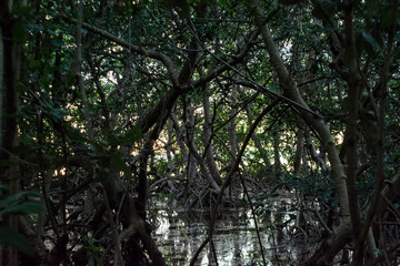 Manglar en Campeche, México