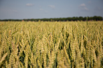 Wheat field in summer-beautiful ears