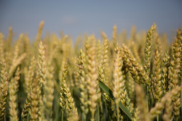 Wheat field in summer-beautiful ears