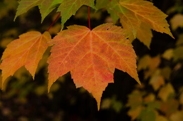 autumn maple leaves