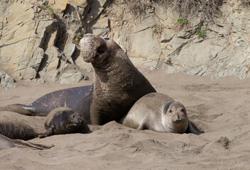 Northern Pacific Elephant Seals on California Coast