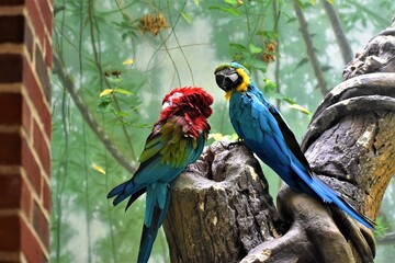 Parrots from New York, Central Park, zoo