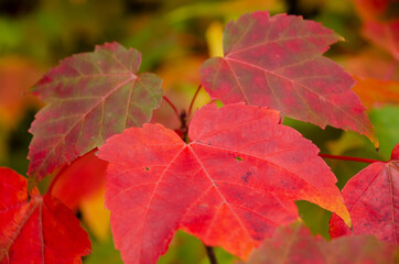 red autumn leaves