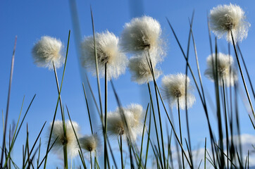 Fototapeta na wymiar cottongrass on blue summer sky
