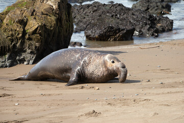 Fototapeta premium Northern Pacific Elephant Seals on California Coast