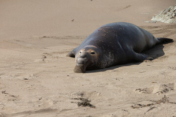 Northern Pacific Elephant Seals on California Coast