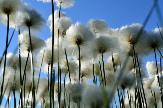 cottongrass on blue summer sky