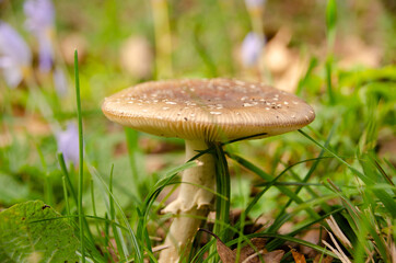 mushroom in the forest