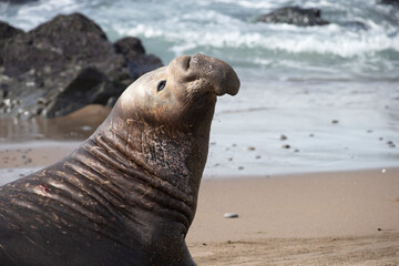 Northern Pacific Elephant Seals on California Coast
