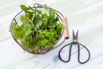 Picked green nettle, dandelion and clover from the garden