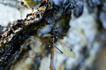 odonata true dragonfly in summer sun on birch tree macro photo