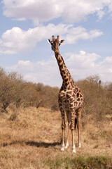 A portrait of a Giraffe at Masai Mara, Kenya