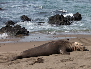 Northern Pacific Elephant Seals on California Coast