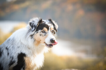 Portrait of Australian shepherd, who is standing in rock under the them is lake. Amazing autumn photoshooting in Prague.