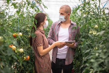 Modern technologies in farming. Young scientists working on a tomato greenhouse farm. Compare the...