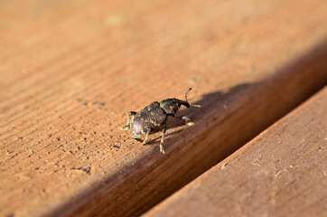 Big insect with hard armor in summer sun