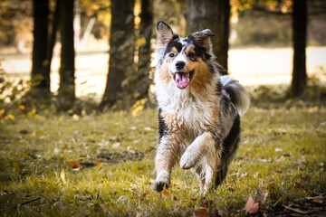 Australian shepherd is running in the field in the nature, near to Prague in czech republic. She is very happy.