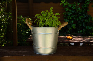 flowers in a pot