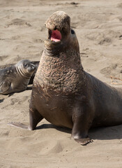 Northern Pacific Elephant Seals on California Coast