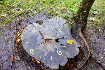 Clock on the stump of old tree