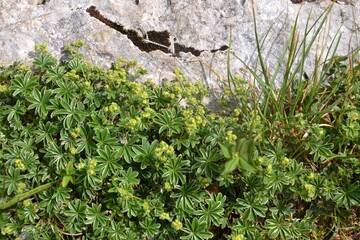 Alchemilla alpina