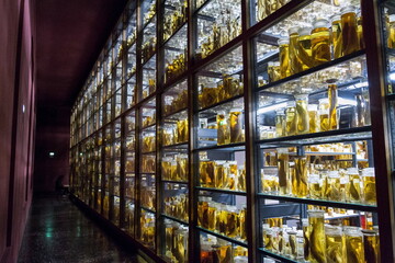 Shelves with various animals preserved in formaldehyde solution