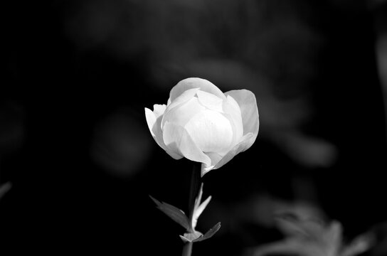 serene black and white globeflower in the wilderness - Powered by Adobe