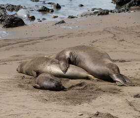 Northern Pacific Elephant Seals on California Pacific Coast