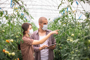 Modern technologies in farming. Young scientists working on a tomato greenhouse farm. Compare the...