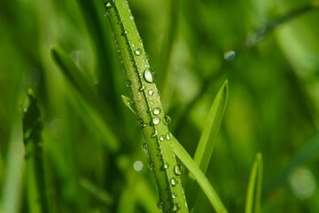 Fresh green grass with water drops