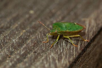 close-up of a green shield bug
