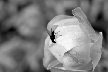 flie on globe flower black and white macro