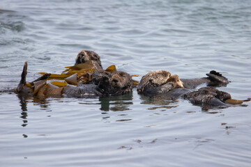Sea Otters at Morro Bay California