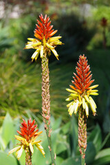 Close-up view of an aloe succulent plant with red and yellow cone-shaped blossoms in springtime