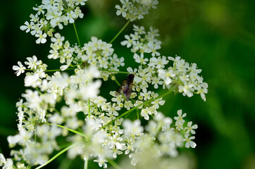 beautiful caraway flower in green vibrant summer nature