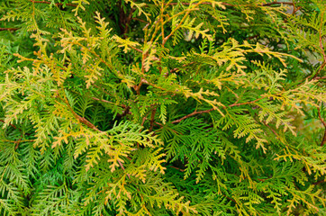 A closeup of the yellow green texture of the leaves of the western thuja. Nature landscape, fresh wallpaper and spring background concept. Selective focus.