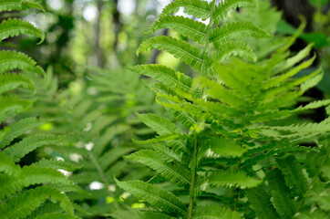 vibrant green fern plant in summer forest