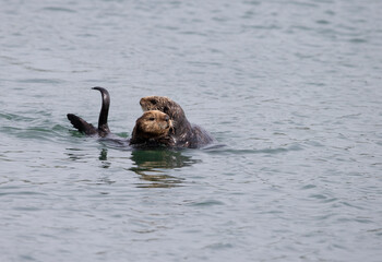 Obraz premium Sea Otters at Morro Bay California