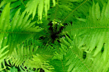 deep green fern plant spiral in summer