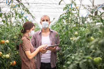 Modern technologies in farming. Young scientists working on a tomato greenhouse farm. Compare the...