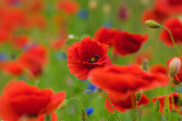 Red wild poppies among cereals, red flowers on a blue background, nature, beauty, macro, closeup
