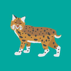 Bobcat standing on a green background. Animals of north america.