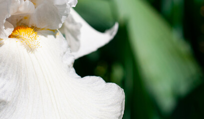 Fototapeta na wymiar white flower on the green background