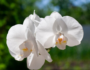 white orchid on the green background