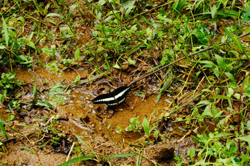 Beautiful tropical butterfly Banded Swallowtail (Papilio demolion)