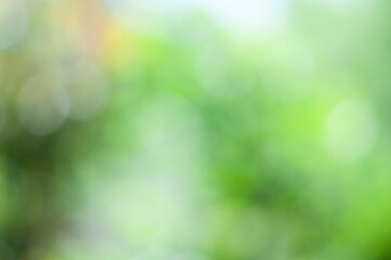 Obraz premium nature green background with bokeh lights