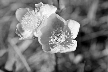 beautiful serene buttercup flowers macro monochrome