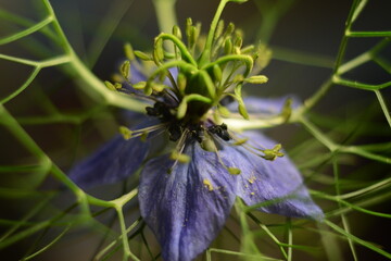 A large flower of a nigel with large blue petals and seeds on a dark background