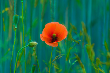 Red wild poppies among cereals, red flowers on a blue background, nature, beauty, macro, closeup